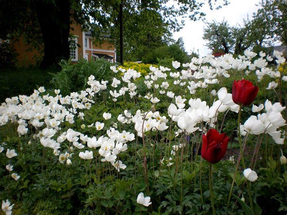 Fiori dalla Norvegia